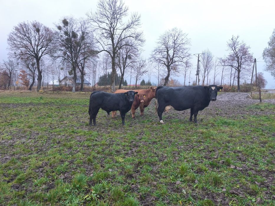 Byczki LM odsadki 10sztuk 8miesięcy