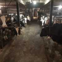 krowy mleczne - likwidacja stada