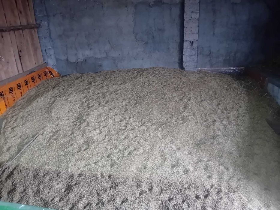 Owies paszowy - zboże