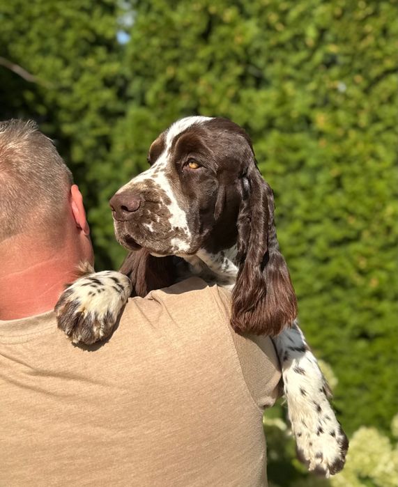 Pies rasy Springer Spaniel Angielski ZKwP FCI