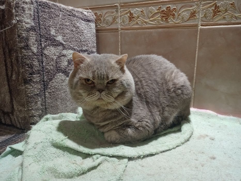 Британський прямовухий