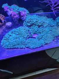 Koralowce, korale miękkie.