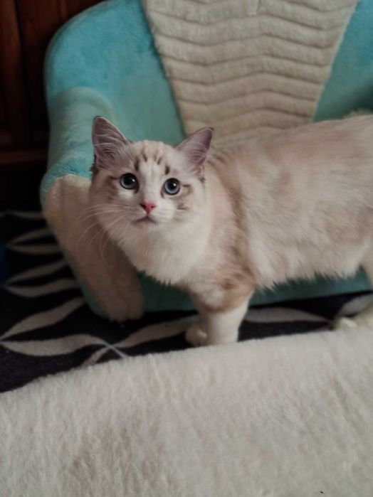 Śliczna kotka Ragdoll z rodowodem