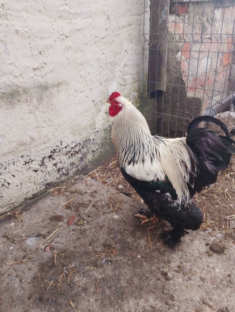 Kury Brahma olbrzymie komplet 5+1