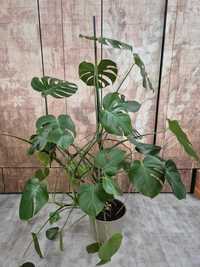 Roślina Monstera