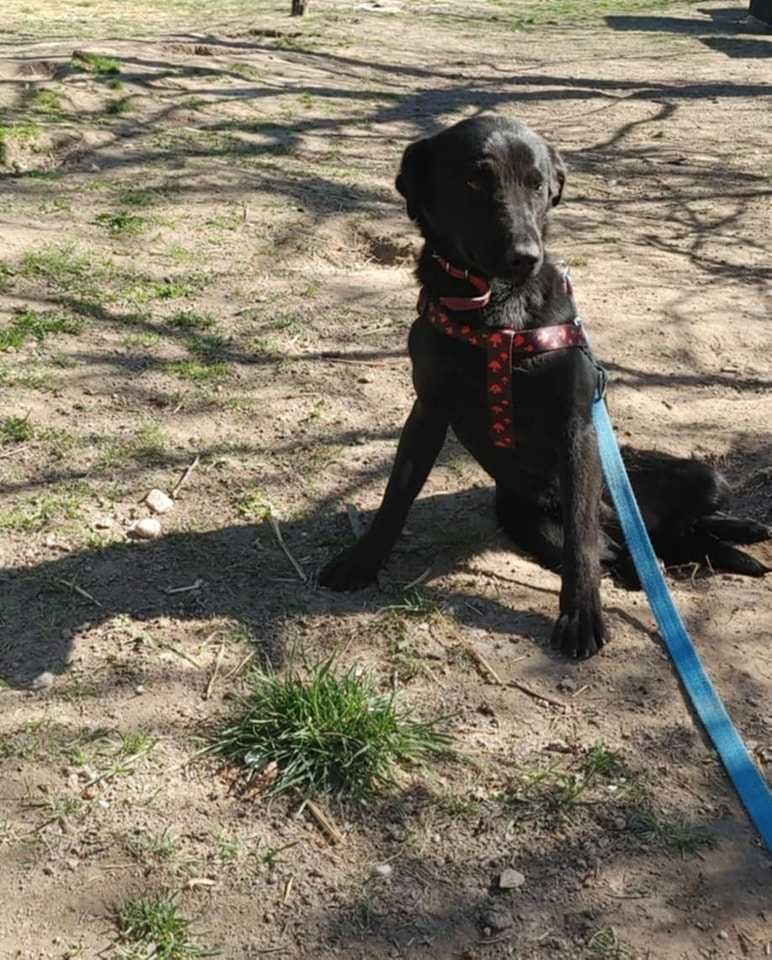 Onyx 1,5 r.psiak czeka na adopcję,czy czarne nie jest piękne Kotomysz
