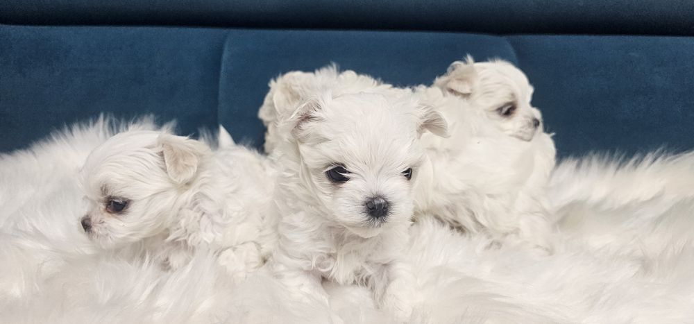 Maltańczyk sunia rodowód ZKWP FCI