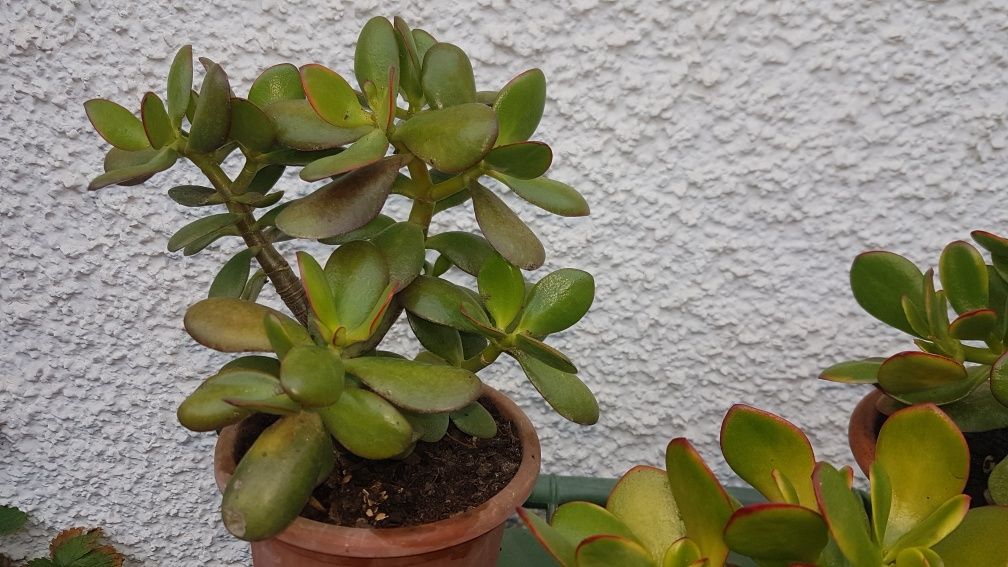 Planta de Jade (vários tamanhos), desde 1 €.