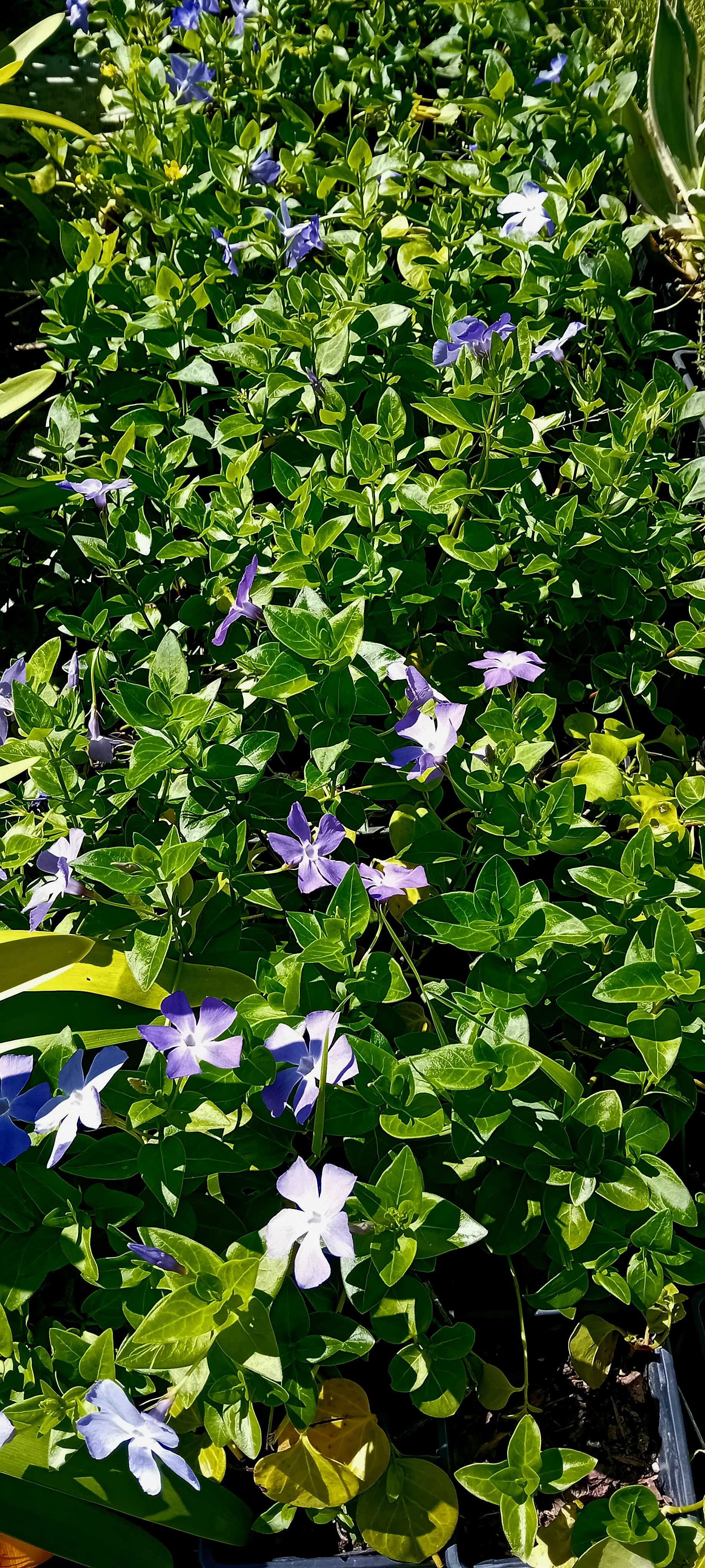 Plantas de Vinca Maior variegada ou nao variegada