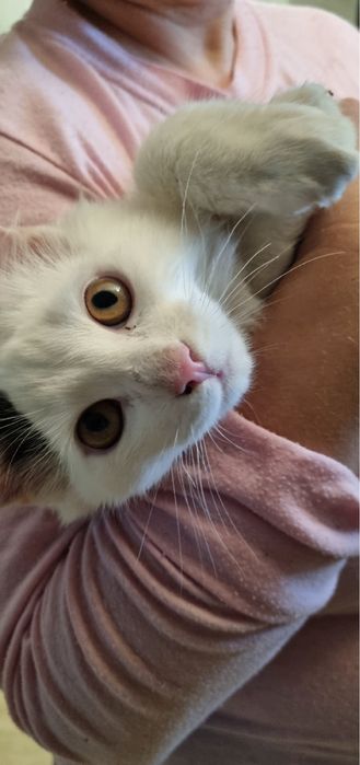 Кошеня хлопчик шукає гарну родину