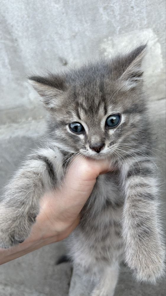 2 котёнка | мальчик и девочка