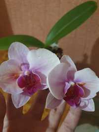 Продам цветущую орхидею