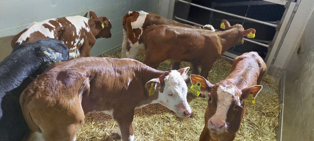 Sprzedam cielęta mięsne