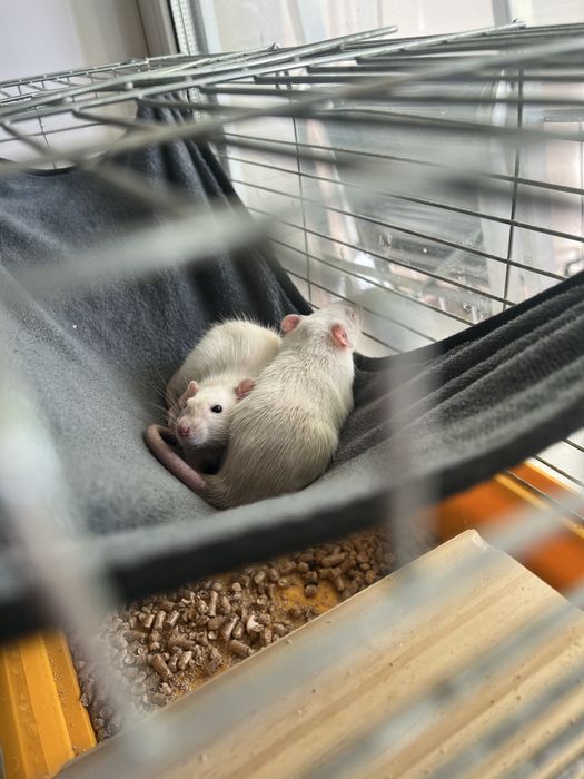 Крысы сиамские мальчики в добрые руки