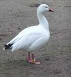 Pato ganso das Neves
