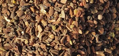 FACELIA BŁĘKITNA ziarno nasiona facelii miododajnej odmiana STALA F-RA