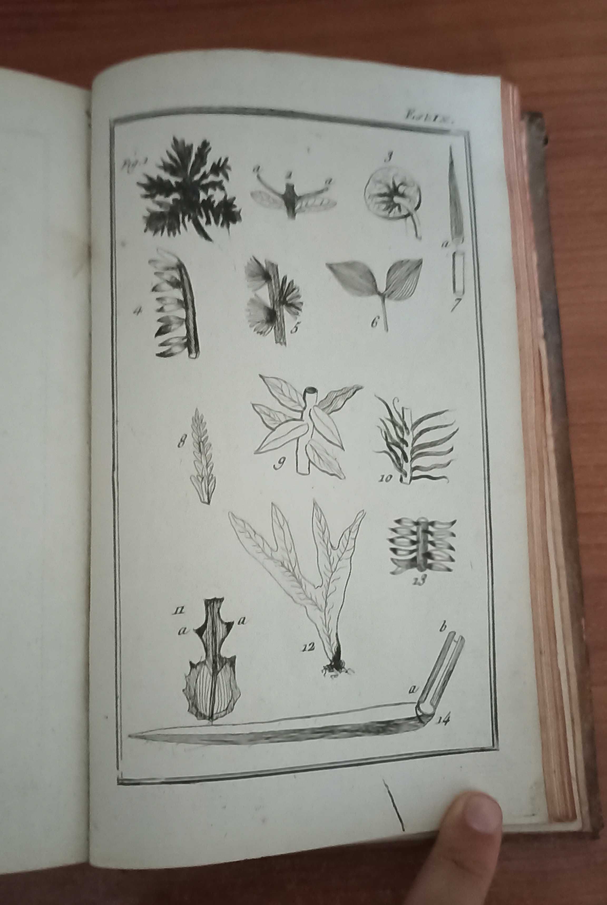 Compendio de Botanica por Felix Avellar Brotero, Tomo Segundo (1788)