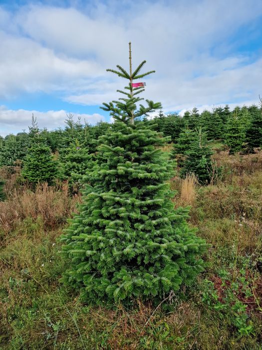 Choinki Jodła Kaukaska plantacja Dania