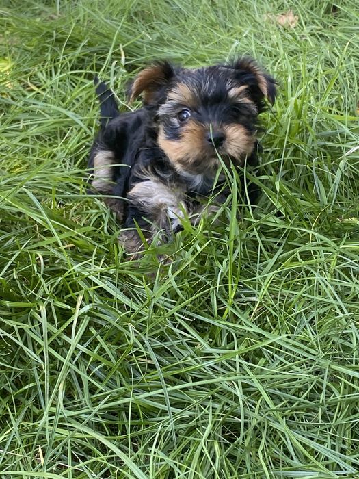 Йорк йорік йоркшерский терьєр собачка