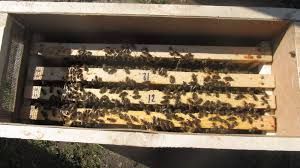 Бджолопакети. Пчёлопакеты.