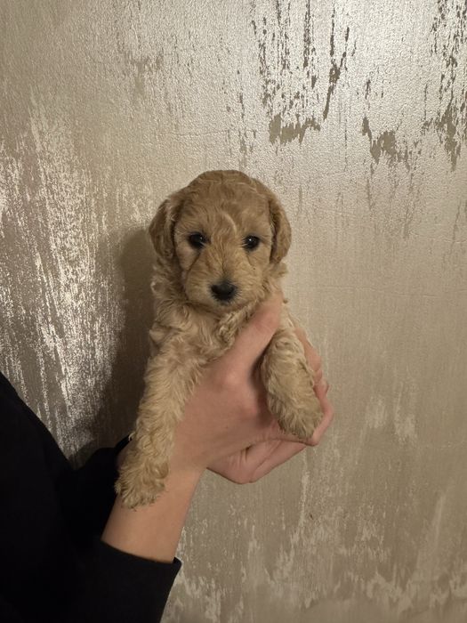 Sunia Bichpoo, matka bichon frise, ojciec pudel