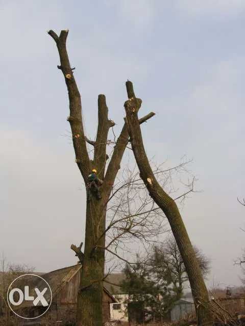 Wycinka drzew trudnodosępnych.