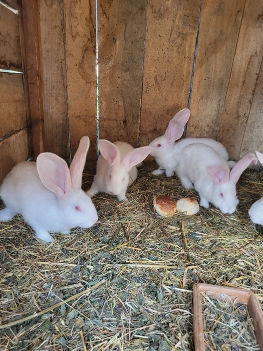 Krolik belgijski.  młode rasowe