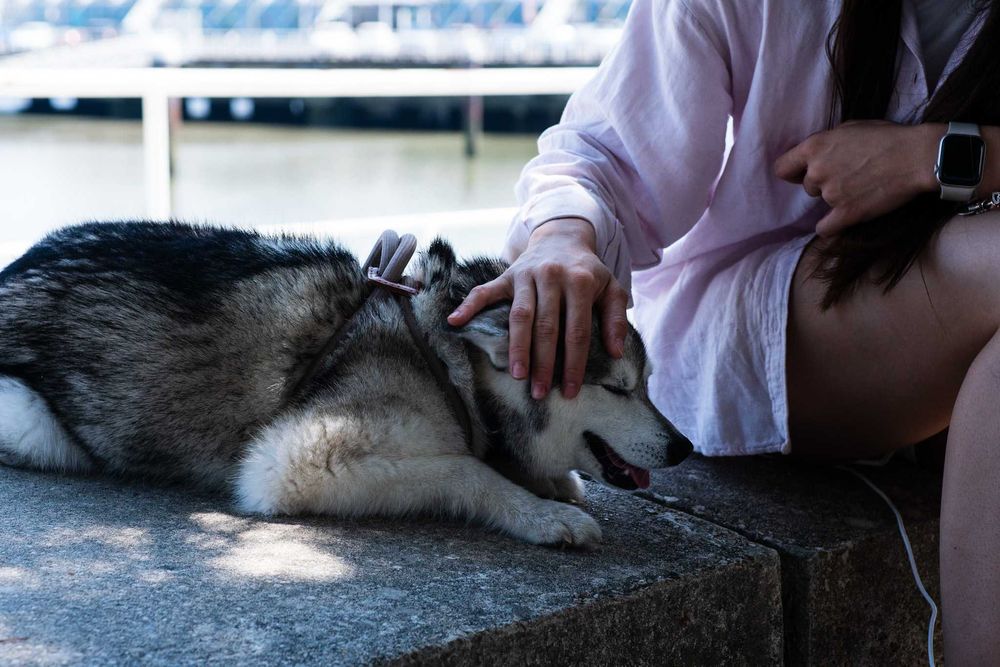 Estadia Familiar Individual - Seu pet nosso único hóspede - pet sitter