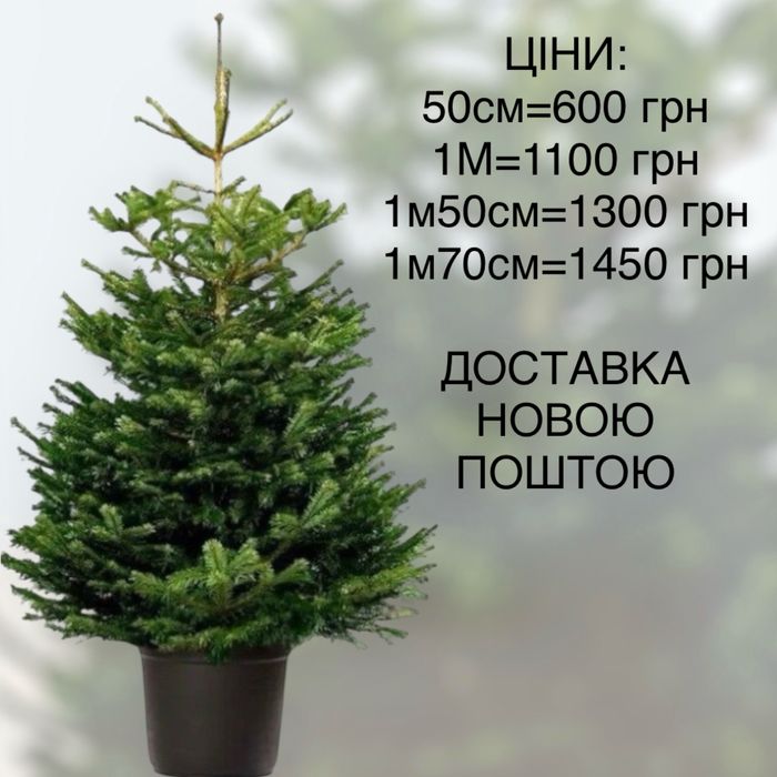 карпатські живі ялинки у горщику з корінням новий рік
