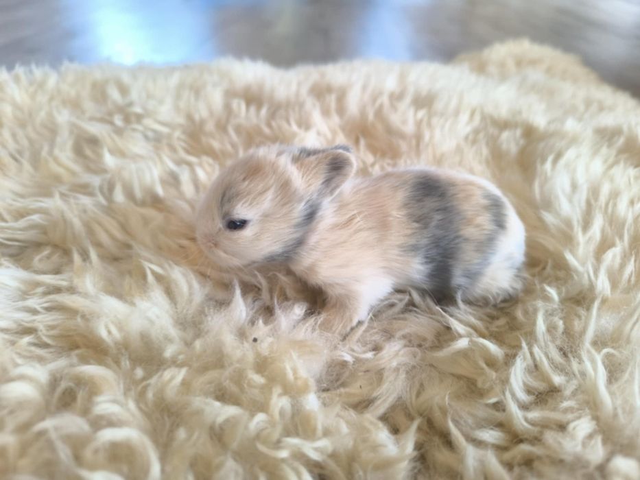 Lionhead Króliki miniaturki ostatnie 3 szt. REZERWACJA!!