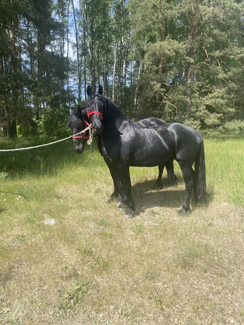 PIĘKNA PARA Koni Fryzyjskich