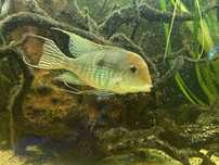 Geophagus tapajos ziemiojad