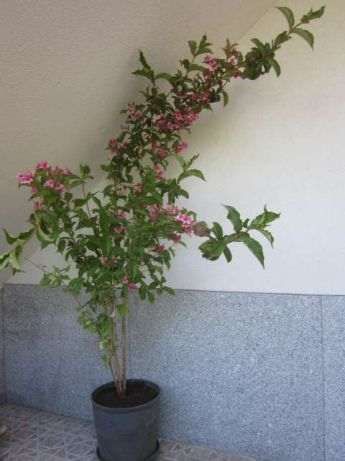planta natural flor linda