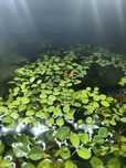 Salvinia natans – roslina pływająca