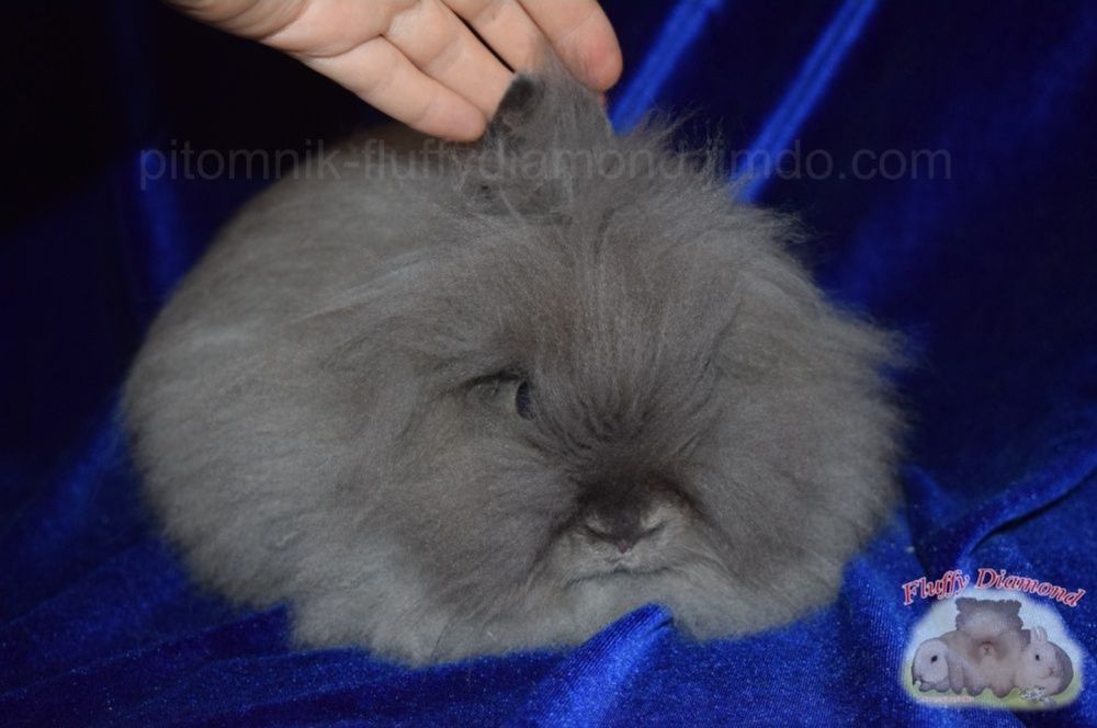 Карликова Ангора.  Кролик дуже пухнастий. З розплідника!