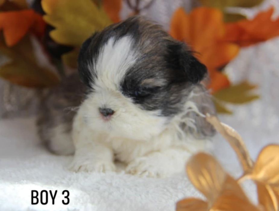 Shih- tzu piesek Zkwp FCI