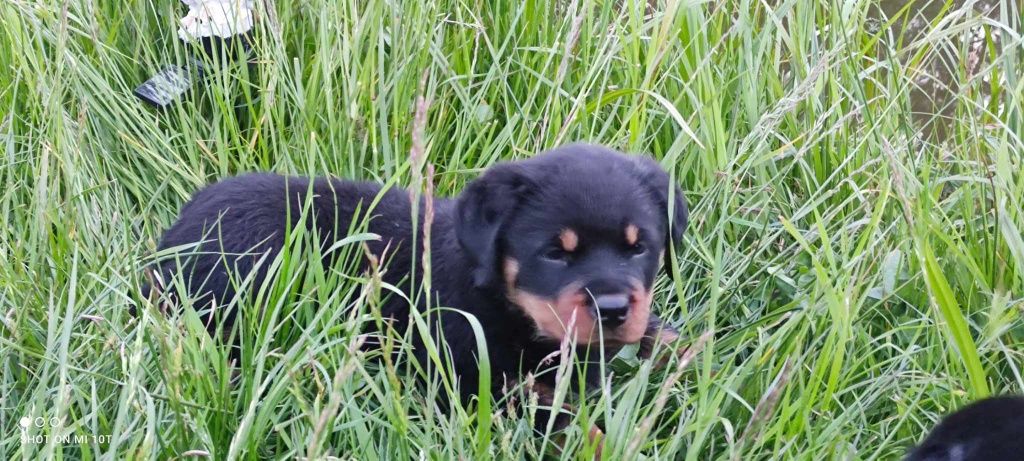 Rottweiler suczka z metryką