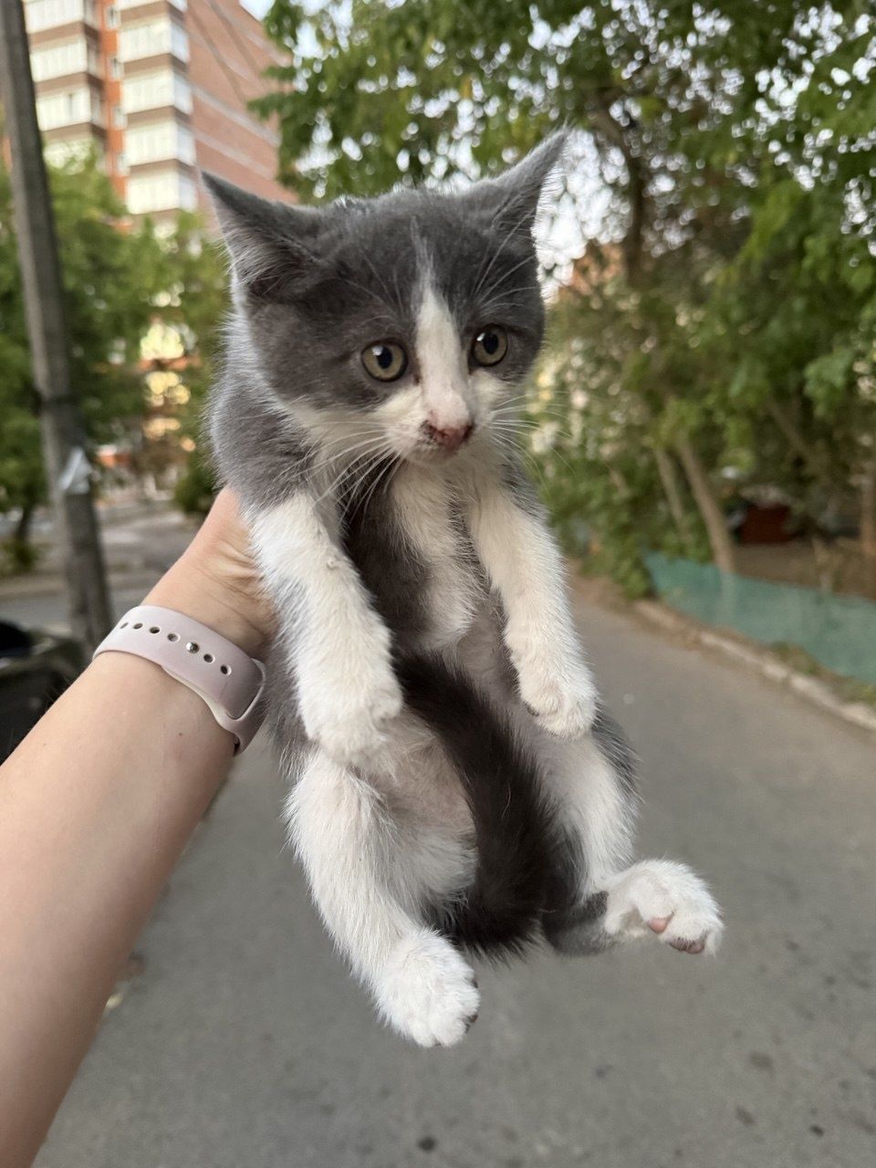 Котята обработаны от паразитов