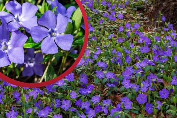 Barwinek pospolity 300 SZTUK sadzonki zadarniający 20 cm pod drzewa