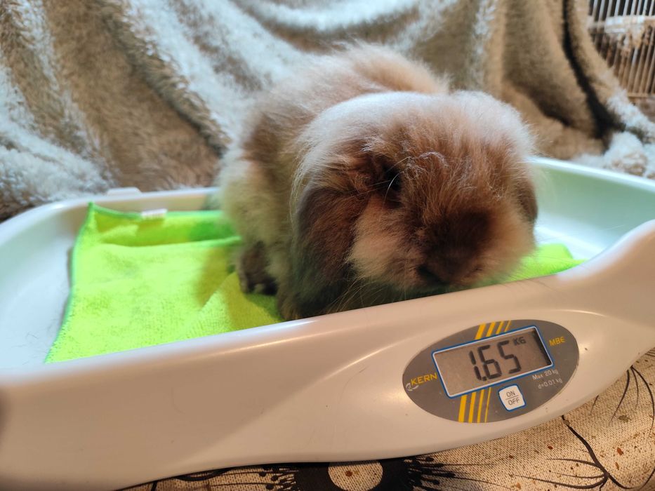 Coelho anão lion lop - adoção gratuita