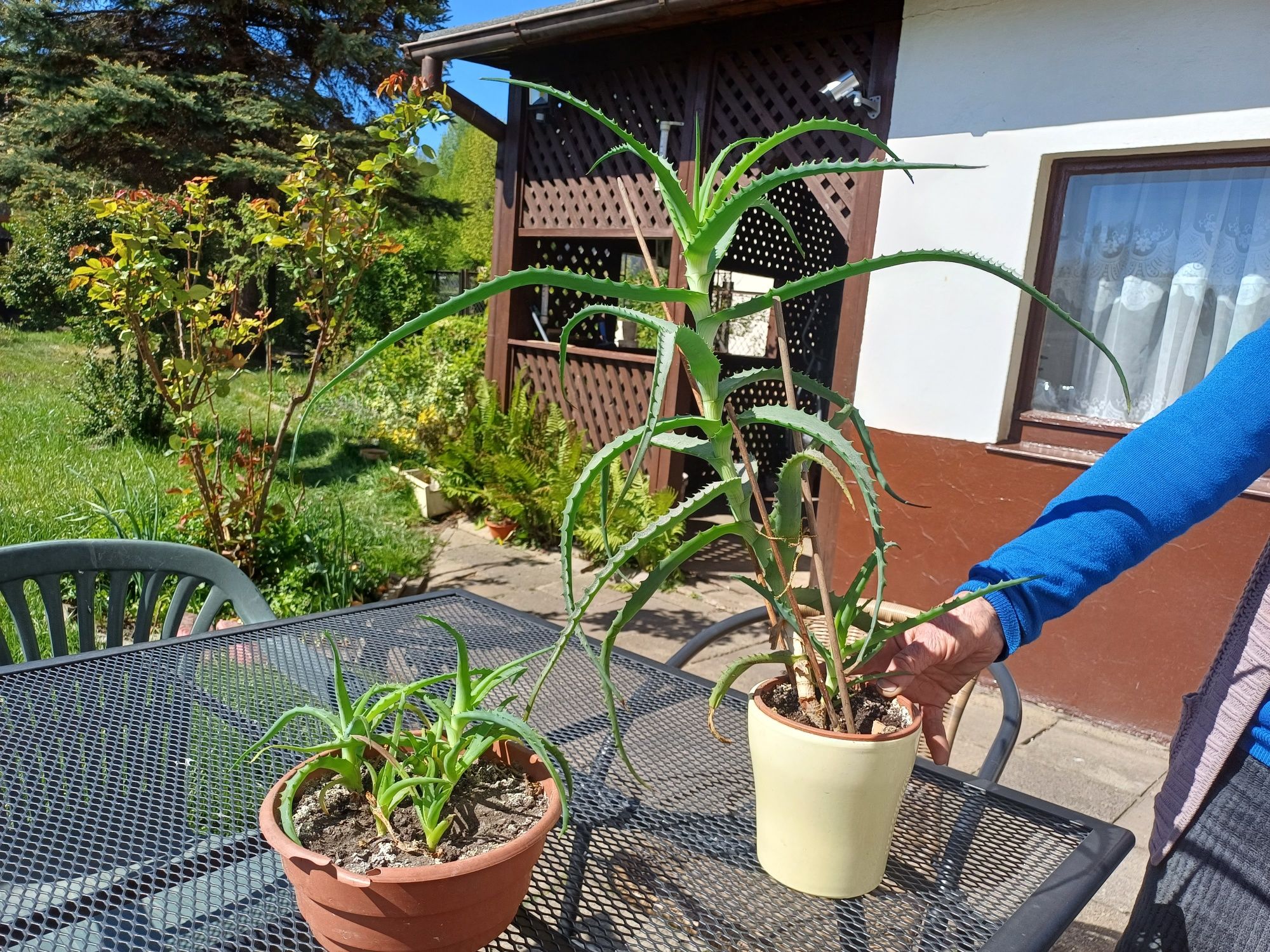 Aloes duży ,szczepki