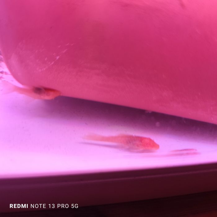 Rybki gupiki   i glonojady z własnej hodowli