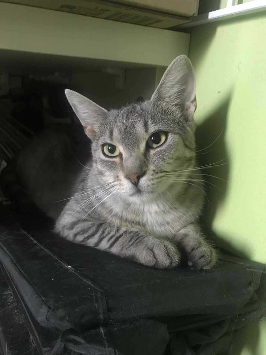 Śliczna, młodziutka Elza szuka domku