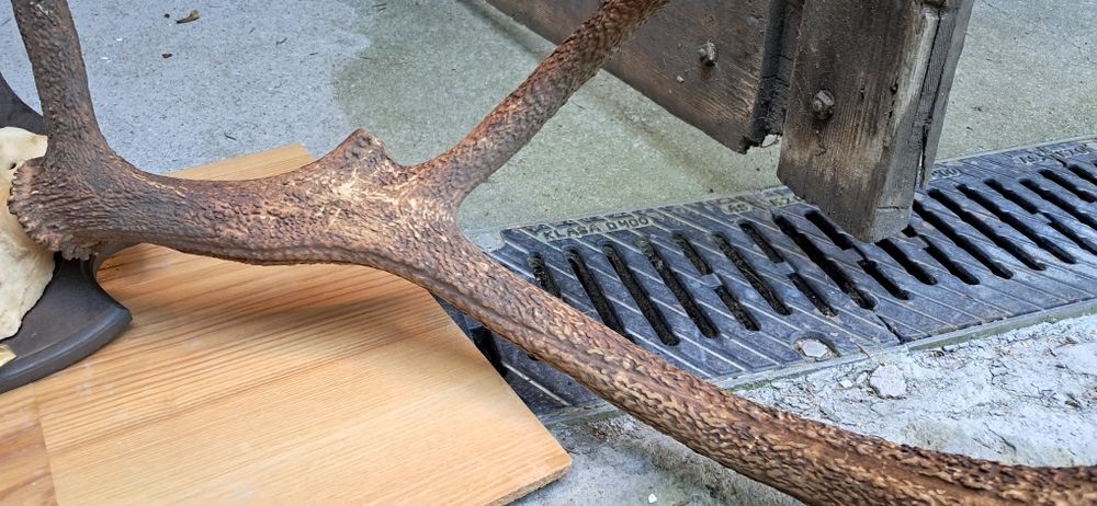 Poroże jelenia 12 odrostów