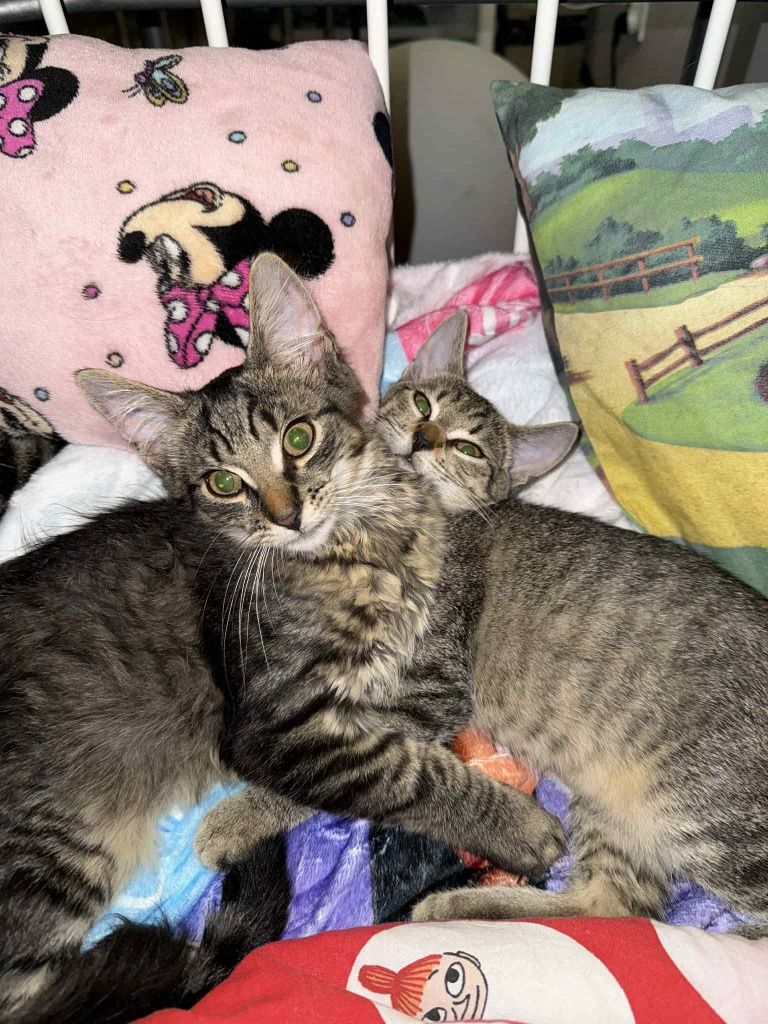Kto pokocha kocurka w typie rasy mainecoon?