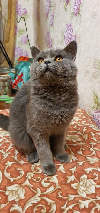 Вязка котов шотландец страйд (прямоухий)