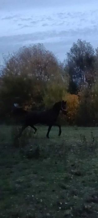 Kara klacz kwpn Freelance x Wynton x Krack c