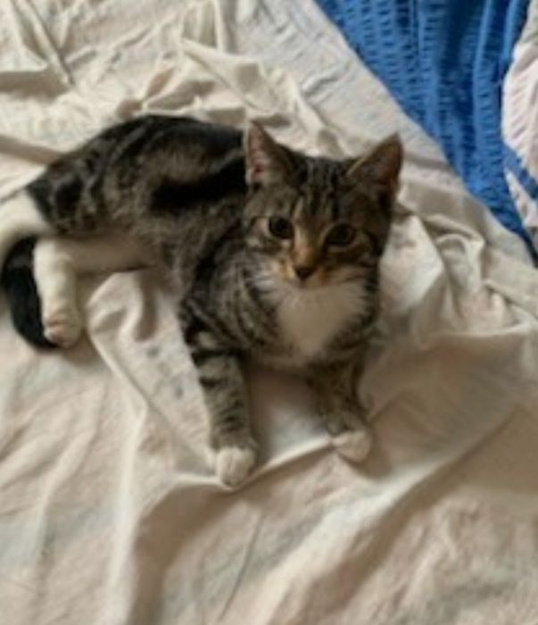 Koty z serca Kaszub polecają się do adopcji!