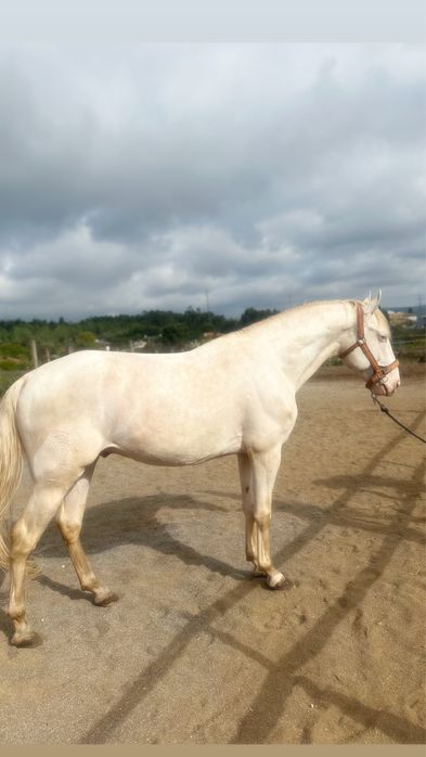 Cavalo lusitano puro 8 anos