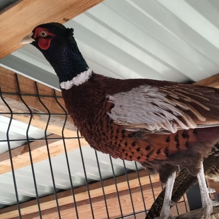 Bażanty łowne i srebrzyste.